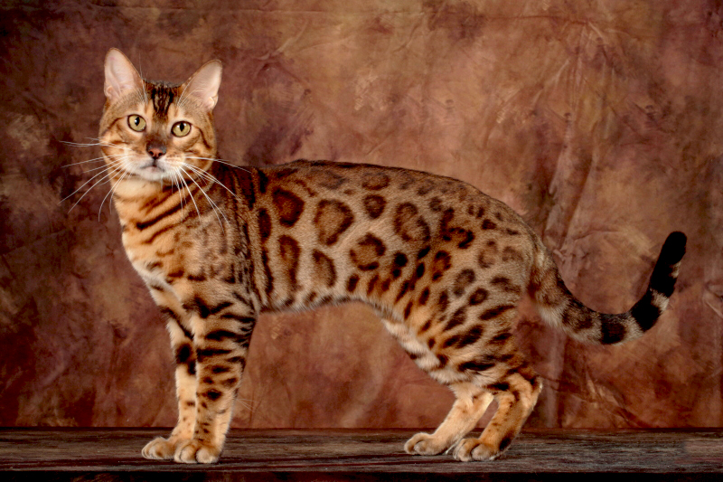 ベンガル猫専門のキャッテリー Cat Pardo キャットパルド